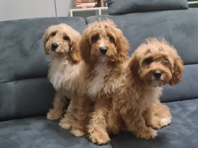 Cavapoo - drei Rüden, geboren am 27.Oktober 2021 suchen