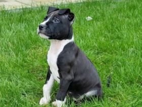 Unsere Luna hat am 30.12.2021 bei ihrem ersten Wurf (A