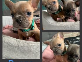 Am 24.01.22 hat unsere Reinrassige Französisch Bulldogg