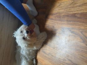 Srecko, Muss meinen süßen Hund leider bis zum 28.02.22