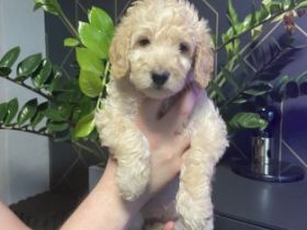 Wir suchen Familien,die ganz besonderen Hunden ein