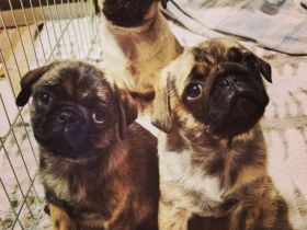 Am 28.12.2021 brachte unsere liebe und wunderbare Mops