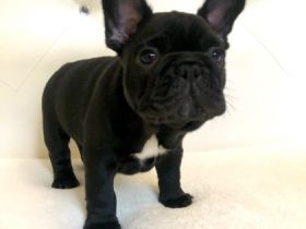 Am 28. Dezember 2021 wurden wunderschöne Französische