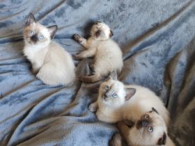 >Hallo Katzen Freunde, Mein Kätchen( mit Stammbaum )