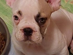 Hallo , Wir sind 2 verschmuste ,gut sozialisierte