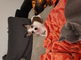 Rocko, 8 Jahre alter Hund sucht ein neues Zuhause . Am