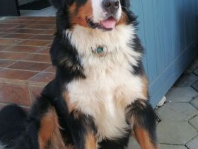 Berner Sennen Welpen