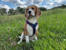 Deckrüde mit Ahnentafel + Zuchtzulassung