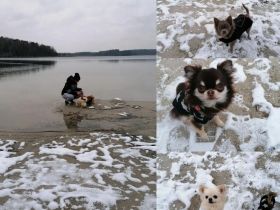 Hundepension von den Hellbergen