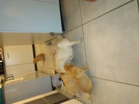 Unser Welpen sind am 31.12.21 geboren sie sind alle