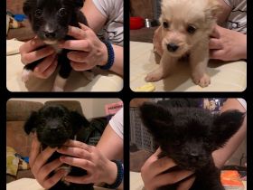 Zum Verkauf stehen 7 Welpen. 4xMädchen und 3xJunge Die