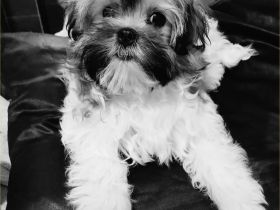 Shi Tzu Welpen geboren 15.12.2022 rüde sucht eine gute