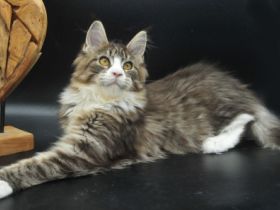 Wir haben noch 2 wunderschöne Maine Coon Mädchen