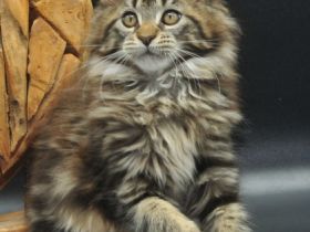 Wir haben noch 2 wunderschöne Maine Coon Mädchen