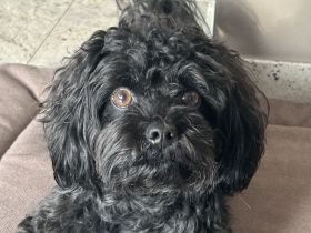 Emilio von den Löwenherzen (Mailo)