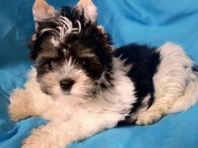 Reinrassige Mini Biewer Yorkshire Terrier Rüden mit