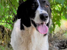 Graues Schnäuzchen Zaza / weiblich, kastriert / derzeit noch in Griechenland