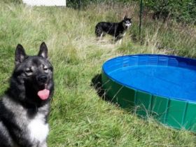 Liebe Hundefreunde, Wir verkaufen unseren Reinrassigen