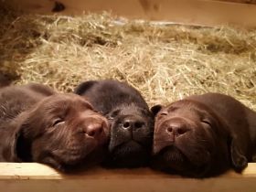 Süße Reinrassige Labradorwelpen Unsere zwei Lieblinge 