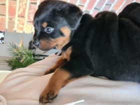 Drei kleine Racker suchen noch ein neues liebe volles