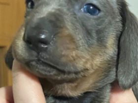 Bildhübsche Kurzhaar Dackel Welpen geb. 6.1.2022 suchen