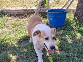 Graues Schnäuzchen Christoph / männlich / in einer Pflegestelle in 27578 Bremerhaven