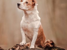 Notfellchen Christoph / männlich / in einer Pflegestelle in 27578 Bremerhaven