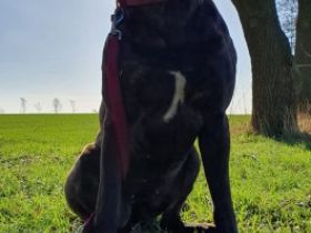 Paula, Verkaufe ein eineinhalb jährige Rhodesian