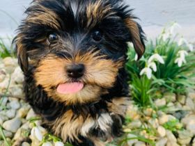 Hallo ihr Lieben unser Name ist Speedy und Schlumpfine