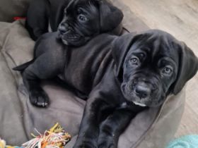 Hallo Tierfreunde insbesondere CaneCorso Liebhaber ?
