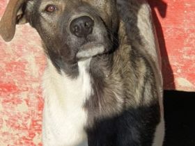 Strolch ist seinem Alter entsprechend neugierig und