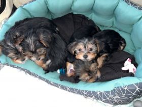 Hallo zusammen, meine Hündin hat am 30.12.2021 4 kleine