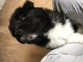 Unsere Zwei Reinrassigen American Akitas, haben am 24