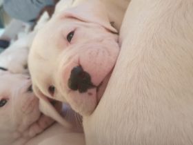 Puppies will be vaccinated, devormed, microchiped,