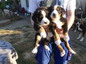 Großer Schweizer Sennenhund, Welpen