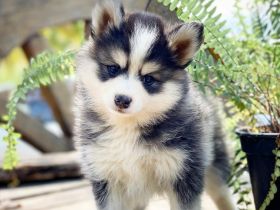 Wir freuen uns, Ihnen unseren schönen, glücklichen und