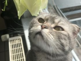 Das ist Aslan, ein 5 Jahre alter , gesunder Kater 