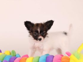 Wir suchen für unsere Papillon Welpen (Hündinnen) ein