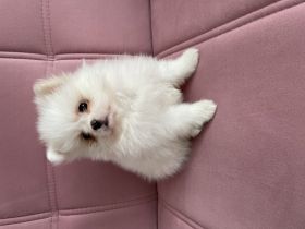 Hallo ihr lieben! Super süße reinrassige Pomeranian