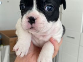 Unsere Hündin Sky hat am 26.01 , zum ersten Mal 7