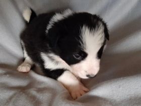 Wir haben Welpen. 2 b-w Rüden und 1 Trico Rüde sind