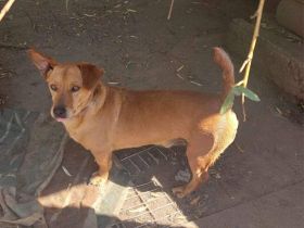 MORZSA, kleiner Pimpf, großer Charakter