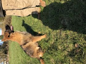 Finn hat auch noch einen Bruder Ferry und eine