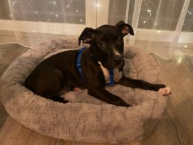 Pablo sucht ein Liebevolles zu Hause … er ist entwurmt,