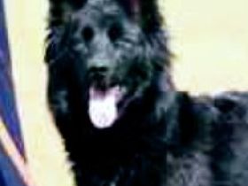 Tina ist ein altdeutscher Hütehund mit dem Farbschlag