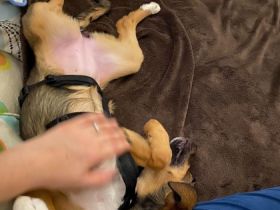 ❤️Ich bin die Emma (geboren ca.10/2021) und suche ein