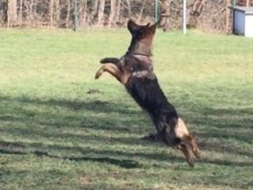 Inka vom Haus Dietoga, Wir suchen für Inka nette