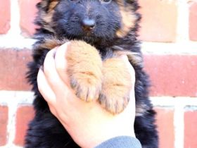 Deutsche Schäferhundwelpen aus Kör- und Leistungszucht.