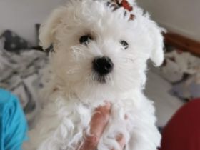 Maltese Welpen