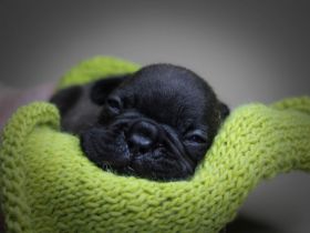 Unser kleine Bully Rüden suchen ein neues Zuhause. Sie